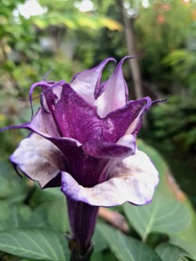Mor datura ağaçta çiçek açar. Datura, kedigiller (Solanaceae) familyasına ait dokuz zehirli bitki türü.)