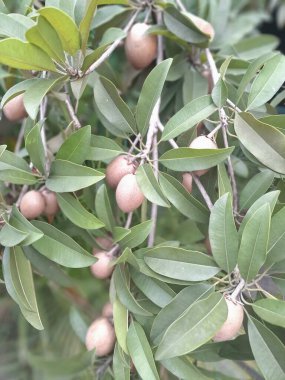 Ağaçtaki Sapodilla meyvesi. Sapodilla, tatlı, kahverengi şeker aromalı meyvesiyle bilinen tropikal bir yemyeşil ağaçtır. Meyvenin pürüzlü, kahverengi bir teni ve yumuşak, kumlu, karamel renkli bir eti vardır.