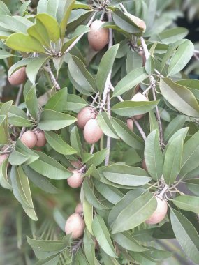 Ağaçtaki Sapodilla meyvesi. Sapodilla, tatlı, kahverengi şeker aromalı meyvesiyle bilinen tropikal bir yemyeşil ağaçtır. Meyvenin pürüzlü, kahverengi bir teni ve yumuşak, kumlu, karamel renkli bir eti vardır.