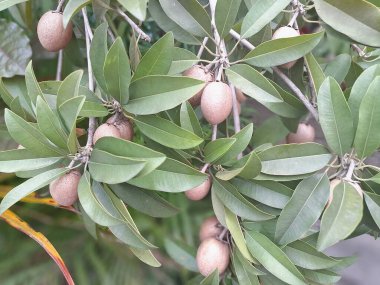 Ağaçtaki Sapodilla meyvesi. Sapodilla, tatlı, kahverengi şeker aromalı meyvesiyle bilinen tropikal bir yemyeşil ağaçtır. Meyvenin pürüzlü, kahverengi bir teni ve yumuşak, kumlu, karamel renkli bir eti vardır.