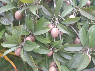 Ağaçtaki Sapodilla meyvesi. Sapodilla, tatlı, kahverengi şeker aromalı meyvesiyle bilinen tropikal bir yemyeşil ağaçtır. Meyvenin pürüzlü, kahverengi bir teni ve yumuşak, kumlu, karamel renkli bir eti vardır.