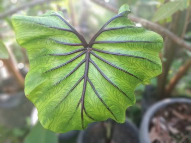 Colocasia Firavunun maskesi. Colocasia bitkisinin bir tarlası. Firavun 'un maskesine benzeyen çarpıcı, büyük, kalp şeklinde yapraklarıyla tanınıyor. Yapraklar koyu yeşildir ve belirgin siyah damarlar geriye doğru kıvrılarak 3 boyutlu bir etki yaratır.
