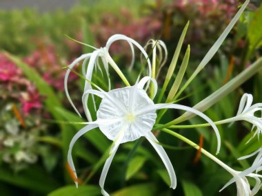 Endonezya bahçesindeki plaj örümceği çiçek ağacı. Beyaz örümceğe benzeyen güzel çiçekleri, kuraklığa dayanıklılığı ve kumlu toprakları dengeleme yeteneği ile bilinir.