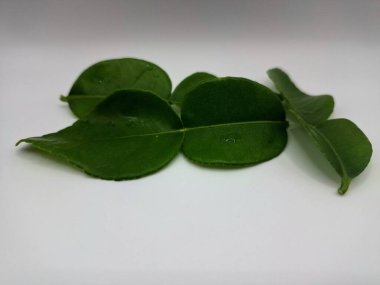 Kafir kireç yaprakları beyaz arka planda izole. Kafir kireç yaprakları (ayrıca Makrut kireç yaprakları olarak da bilinir) belirgin aroması ve aroması olan canlı yeşil, çift katmanlı yapraklardır. Pek çok Güneydoğu Asya mutfağının kilit bileşenlerinden biri.