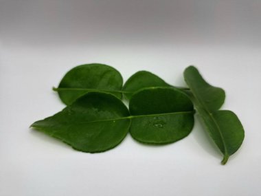 Kafir kireç yaprakları beyaz arka planda izole. Kafir kireç yaprakları (ayrıca Makrut kireç yaprakları olarak da bilinir) belirgin aroması ve aroması olan canlı yeşil, çift katmanlı yapraklardır. Pek çok Güneydoğu Asya mutfağının kilit bileşenlerinden biri.