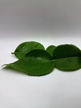 Kafir kireç yaprakları beyaz arka planda izole. Kafir kireç yaprakları (ayrıca Makrut kireç yaprakları olarak da bilinir) belirgin aroması ve aroması olan canlı yeşil, çift katmanlı yapraklardır. Pek çok Güneydoğu Asya mutfağının kilit bileşenlerinden biri.
