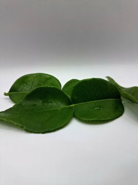 Kafir kireç yaprakları beyaz arka planda izole. Kafir kireç yaprakları (ayrıca Makrut kireç yaprakları olarak da bilinir) belirgin aroması ve aroması olan canlı yeşil, çift katmanlı yapraklardır. Pek çok Güneydoğu Asya mutfağının kilit bileşenlerinden biri.