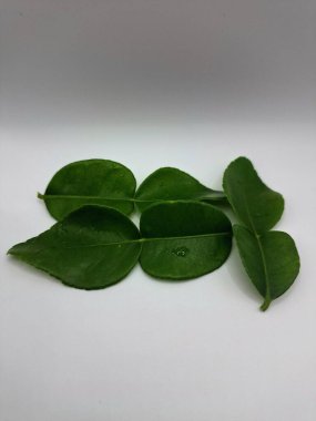 Kafir kireç yaprakları beyaz arka planda izole. Kafir kireç yaprakları (ayrıca Makrut kireç yaprakları olarak da bilinir) belirgin aroması ve aroması olan canlı yeşil, çift katmanlı yapraklardır. Pek çok Güneydoğu Asya mutfağının kilit bileşenlerinden biri.