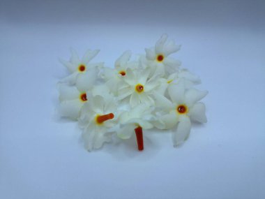 Beyaz arka planda izole edilmiş taze parijat çiçekleri. Çeşitli kullanımları var, hem tıbbi hem de kültürel. Ayurvedic tıpta ateş, öksürük ve soğuk algınlığını tedavi etmek için kullanılır. Çiçekler Hindu ayinlerinde ve tanrılara adak olarak da kullanılır.