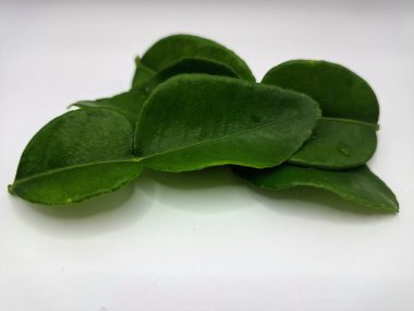 Kafir kireç yaprakları beyaz arka planda izole. Kafir kireç yaprakları (ayrıca Makrut kireç yaprakları olarak da bilinir) belirgin aroması ve aroması olan canlı yeşil, çift katmanlı yapraklardır. Pek çok Güneydoğu Asya mutfağının kilit bileşenlerinden biri.
