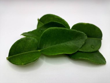 Kafir kireç yaprakları beyaz arka planda izole. Kafir kireç yaprakları (ayrıca Makrut kireç yaprakları olarak da bilinir) belirgin aroması ve aroması olan canlı yeşil, çift katmanlı yapraklardır. Pek çok Güneydoğu Asya mutfağının kilit bileşenlerinden biri.