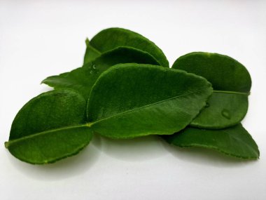 Kafir kireç yaprakları beyaz arka planda izole. Kafir kireç yaprakları (ayrıca Makrut kireç yaprakları olarak da bilinir) belirgin aroması ve aroması olan canlı yeşil, çift katmanlı yapraklardır. Pek çok Güneydoğu Asya mutfağının kilit bileşenlerinden biri.