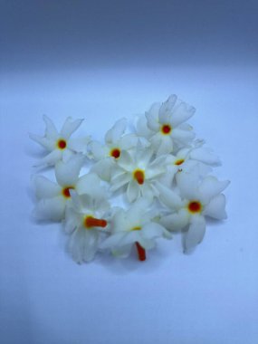 Beyaz arka planda izole edilmiş taze parijat çiçekleri. Çeşitli kullanımları var, hem tıbbi hem de kültürel. Ayurvedic tıpta ateş, öksürük ve soğuk algınlığını tedavi etmek için kullanılır. Çiçekler Hindu ayinlerinde ve tanrılara adak olarak da kullanılır.