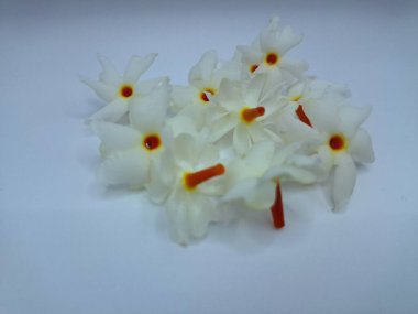 Beyaz arka planda izole edilmiş taze parijat çiçekleri. Çeşitli kullanımları var, hem tıbbi hem de kültürel. Ayurvedic tıpta ateş, öksürük ve soğuk algınlığını tedavi etmek için kullanılır. Çiçekler Hindu ayinlerinde ve tanrılara adak olarak da kullanılır.