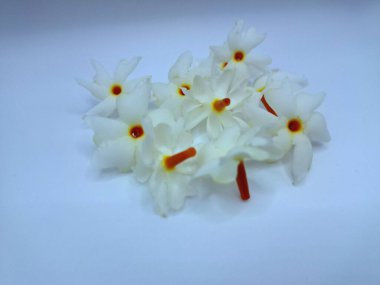 Beyaz arka planda izole edilmiş taze parijat çiçekleri. Çeşitli kullanımları var, hem tıbbi hem de kültürel. Ayurvedic tıpta ateş, öksürük ve soğuk algınlığını tedavi etmek için kullanılır. Çiçekler Hindu ayinlerinde ve tanrılara adak olarak da kullanılır.