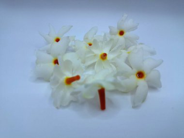 Beyaz arka planda izole edilmiş taze parijat çiçekleri. Çeşitli kullanımları var, hem tıbbi hem de kültürel. Ayurvedic tıpta ateş, öksürük ve soğuk algınlığını tedavi etmek için kullanılır. Çiçekler Hindu ayinlerinde ve tanrılara adak olarak da kullanılır.