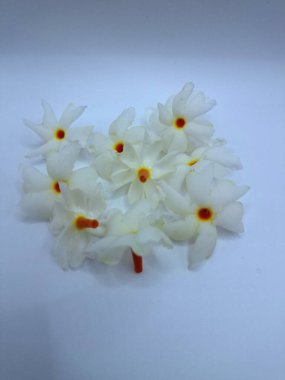 Beyaz arka planda izole edilmiş taze parijat çiçekleri. Çeşitli kullanımları var, hem tıbbi hem de kültürel. Ayurvedic tıpta ateş, öksürük ve soğuk algınlığını tedavi etmek için kullanılır. Çiçekler Hindu ayinlerinde ve tanrılara adak olarak da kullanılır.