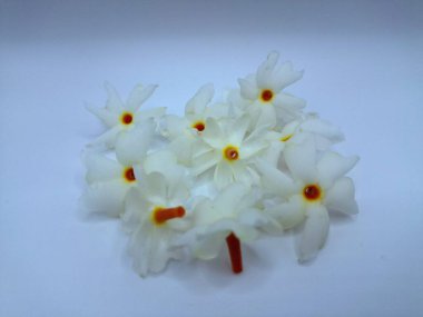 Beyaz arka planda izole edilmiş taze parijat çiçekleri. Çeşitli kullanımları var, hem tıbbi hem de kültürel. Ayurvedic tıpta ateş, öksürük ve soğuk algınlığını tedavi etmek için kullanılır. Çiçekler Hindu ayinlerinde ve tanrılara adak olarak da kullanılır.