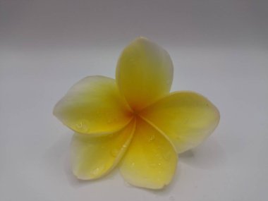 Beyaz arka planda izole edilmiş sarı frangipani çiçeği. Sarı frangipani çiçekleri canlı ve kokulu, genellikle kenarları beyaz veya kremsi bir süsleme ve koyu sarı bir merkezi vardır.