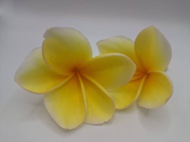 Beyaz arka planda izole edilmiş sarı frangipani çiçeği. Sarı frangipani çiçekleri canlı ve kokulu, genellikle kenarları beyaz veya kremsi bir süsleme ve koyu sarı bir merkezi vardır.
