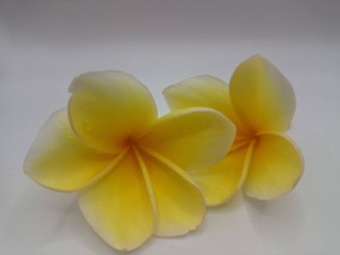 Beyaz arka planda izole edilmiş sarı frangipani çiçeği. Sarı frangipani çiçekleri canlı ve kokulu, genellikle kenarları beyaz veya kremsi bir süsleme ve koyu sarı bir merkezi vardır.