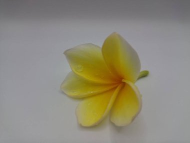 Beyaz arka planda izole edilmiş sarı frangipani çiçeği. Sarı frangipani çiçekleri canlı ve kokulu, genellikle kenarları beyaz veya kremsi bir süsleme ve koyu sarı bir merkezi vardır.
