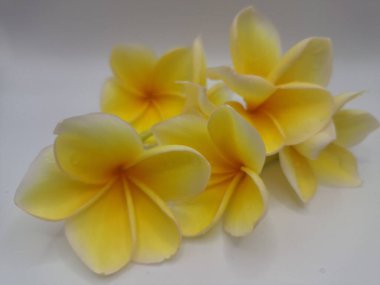 Beyaz arka planda izole edilmiş sarı frangipani çiçeği. Sarı frangipani çiçekleri canlı ve kokulu, genellikle kenarları beyaz veya kremsi bir süsleme ve koyu sarı bir merkezi vardır.