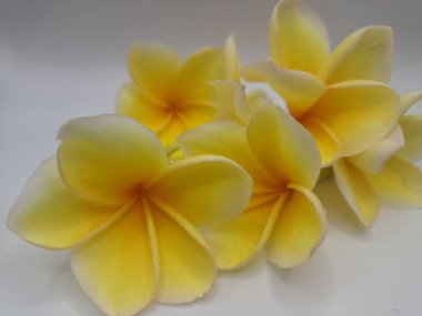 Beyaz arka planda izole edilmiş sarı frangipani çiçeği. Sarı frangipani çiçekleri canlı ve kokulu, genellikle kenarları beyaz veya kremsi bir süsleme ve koyu sarı bir merkezi vardır.