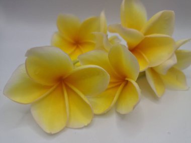 Beyaz arka planda izole edilmiş sarı frangipani çiçeği. Sarı frangipani çiçekleri canlı ve kokulu, genellikle kenarları beyaz veya kremsi bir süsleme ve koyu sarı bir merkezi vardır.