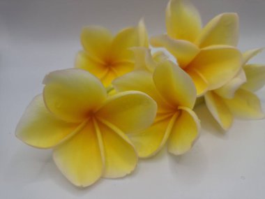 Beyaz arka planda izole edilmiş sarı frangipani çiçeği. Sarı frangipani çiçekleri canlı ve kokulu, genellikle kenarları beyaz veya kremsi bir süsleme ve koyu sarı bir merkezi vardır.