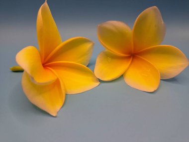 Sarı frangipani çiçeğini kapat. Sarı frangipani çiçekleri canlı ve kokulu, genellikle kenarları beyaz veya kremsi bir süsleme ve koyu sarı bir merkezi vardır.