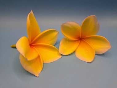 Sarı frangipani çiçeğini kapat. Sarı frangipani çiçekleri canlı ve kokulu, genellikle kenarları beyaz veya kremsi bir süsleme ve koyu sarı bir merkezi vardır.