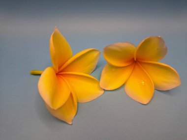 Sarı frangipani çiçeğini kapat. Sarı frangipani çiçekleri canlı ve kokulu, genellikle kenarları beyaz veya kremsi bir süsleme ve koyu sarı bir merkezi vardır.