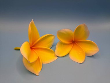 Sarı frangipani çiçeğini kapat. Sarı frangipani çiçekleri canlı ve kokulu, genellikle kenarları beyaz veya kremsi bir süsleme ve koyu sarı bir merkezi vardır.