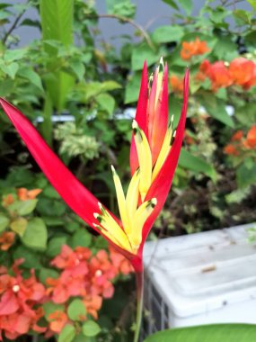 Papağan helikonya çiçeği ağacı. Sık sık süs bitkisi olarak yetiştirilen papağanın tüylerini andıran, canlı, dikleşen tüyleriyle karakterize edilen tropik bir çiçek bitkisidir.