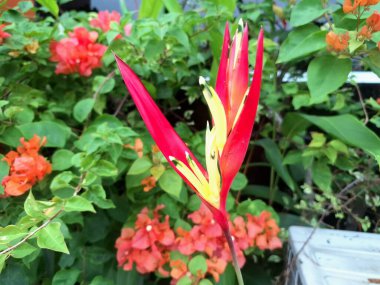 Papağan helikonya çiçeği ağacı. Sık sık süs bitkisi olarak yetiştirilen papağanın tüylerini andıran, canlı, dikleşen tüyleriyle karakterize edilen tropik bir çiçek bitkisidir.