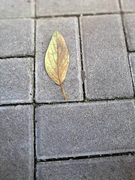 Kuru yapraklar kaldırım taşlarına dökülüyor. Sonbaharda asfalt yüzeylere düşen yapraklar