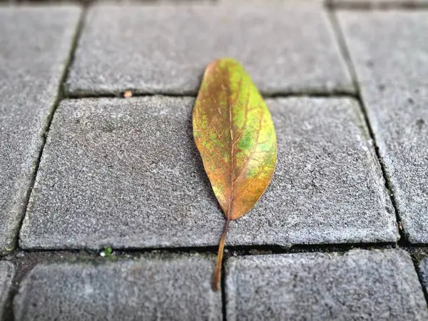 Kuru yapraklar kaldırım taşlarına dökülüyor. Sonbaharda asfalt yüzeylere düşen yapraklar