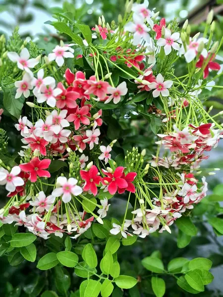 Hollanda yasemin çiçeği ağaçta çiçek açıyor. Hollanda yasemini, Güneydoğu Asya 'da yetişen bir asmadır. Olgunlaştıkça renk değiştiren güzel kokulu çiçekleriyle karakterize edilir. Genellikle beyazdan pembeye ve kırmızıya.