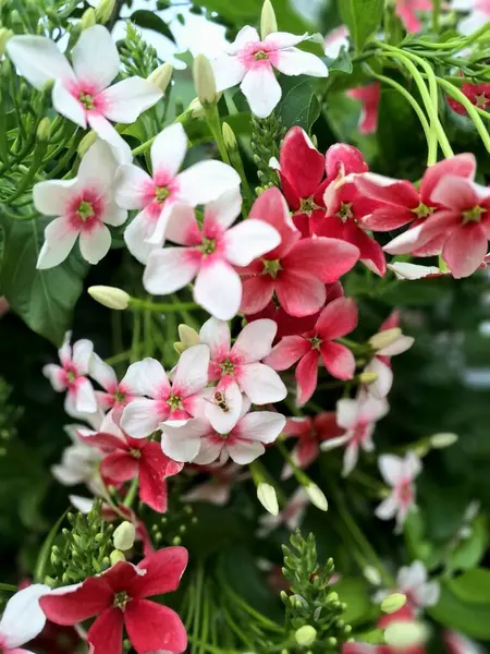 Hollanda yasemin çiçeği ağaçta çiçek açıyor. Hollanda yasemini, Güneydoğu Asya 'da yetişen bir asmadır. Olgunlaştıkça renk değiştiren güzel kokulu çiçekleriyle karakterize edilir. Genellikle beyazdan pembeye ve kırmızıya.