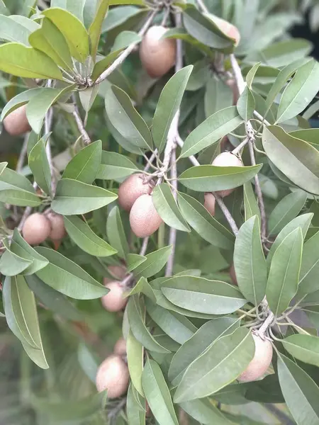 Ağaçtaki Sapodilla meyvesi. Sapodilla, tatlı, kahverengi şeker aromalı meyvesiyle bilinen tropikal bir yemyeşil ağaçtır. Meyvenin pürüzlü, kahverengi bir teni ve yumuşak, kumlu, karamel renkli bir eti vardır.