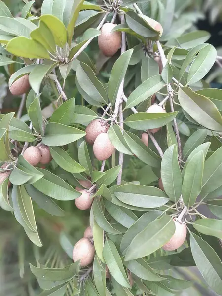 Ağaçtaki Sapodilla meyvesi. Sapodilla, tatlı, kahverengi şeker aromalı meyvesiyle bilinen tropikal bir yemyeşil ağaçtır. Meyvenin pürüzlü, kahverengi bir teni ve yumuşak, kumlu, karamel renkli bir eti vardır.