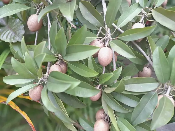Ağaçtaki Sapodilla meyvesi. Sapodilla, tatlı, kahverengi şeker aromalı meyvesiyle bilinen tropikal bir yemyeşil ağaçtır. Meyvenin pürüzlü, kahverengi bir teni ve yumuşak, kumlu, karamel renkli bir eti vardır.