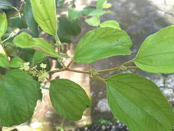 Ağaçtaki Hint jübile çiçekleri. Hint jüpiteri çiçekleri küçük, göze çarpmayan ve yeşilimsi beyazdır. Genellikle hoş olmayan bir koku yayarlar. Tipik olarak yaprak eksenlerinden ortaya çıkan kümeler veya aksiller döngüler halinde büyürler.