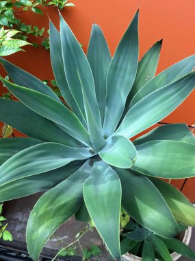 Tilki Kuyruklu Agave ağacı Endonezya bahçesinde. Bir süs bitkisidir. İnce, soluk yeşil yapraklarla süslenir, sık sık manzaralarda ve bahçelerde eşsiz görünüşü için kullanılır.