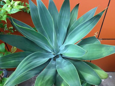 Tilki Kuyruklu Agave ağacı Endonezya bahçesinde. Bir süs bitkisidir. İnce, soluk yeşil yapraklarla süslenir, sık sık manzaralarda ve bahçelerde eşsiz görünüşü için kullanılır.