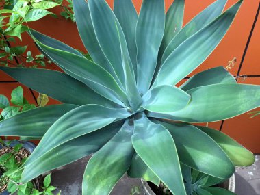 Tilki Kuyruklu Agave ağacı Endonezya bahçesinde. Bir süs bitkisidir. İnce, soluk yeşil yapraklarla süslenir, sık sık manzaralarda ve bahçelerde eşsiz görünüşü için kullanılır.