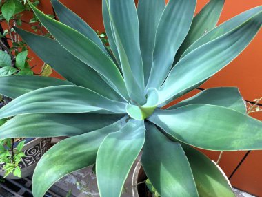 Tilki Kuyruklu Agave ağacı Endonezya bahçesinde. Bir süs bitkisidir. İnce, soluk yeşil yapraklarla süslenir, sık sık manzaralarda ve bahçelerde eşsiz görünüşü için kullanılır.