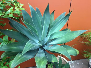 Tilki Kuyruklu Agave ağacı Endonezya bahçesinde. Bir süs bitkisidir. İnce, soluk yeşil yapraklarla süslenir, sık sık manzaralarda ve bahçelerde eşsiz görünüşü için kullanılır.