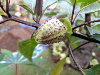 Ağaçta mor datura meyvesi. Bu meyveler tipik olarak oval şekilli, dikenli ve donuk mor veya grimsi mor renktedir. Zehirli oldukları biliniyor ve sindirilirse halüsinasyonlara neden olabilirler.
